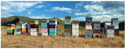 Beehives 1200X400 Nz Canvas Print Order In