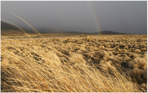 Desert Storm 960X595 Nz Canvas Order In