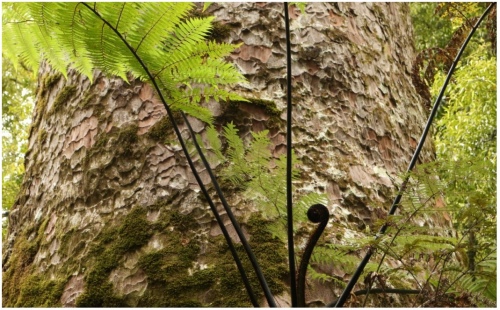 Kauri & Koru 960X595 Nz Canvas Print Order In