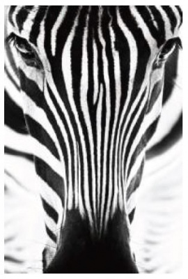 My Stripes Glass Art Zebra 800X1200Mm