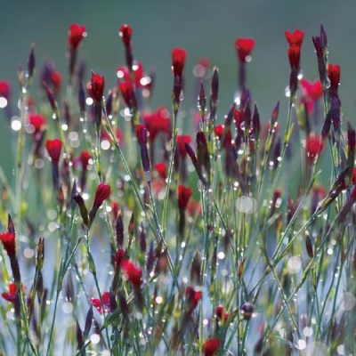 Maiden Flower Red 70X70 Tempered Glass Art
