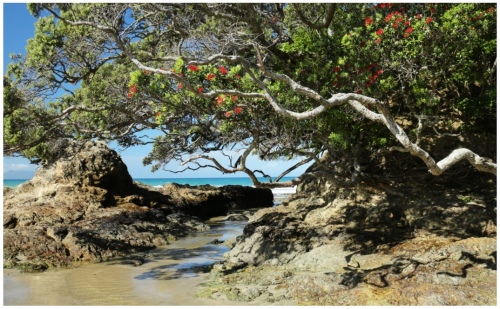 Waipu Cove 960X595 Nz Canvas Print Order In