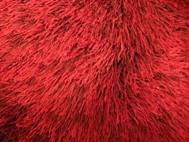 Celeste Plus Polyester Fine Shaggy Red 1.1X1.6